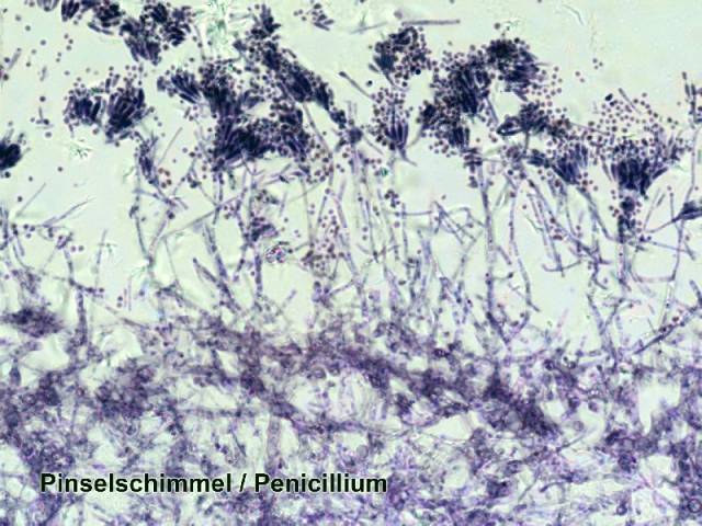microscope-11