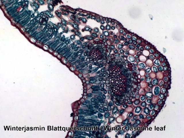 microscope-13