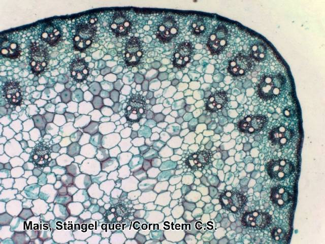 microscope-15